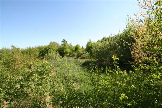Działka inna na sprzedaż Bielkówko, Gajowa 3 003m2 Foto 3