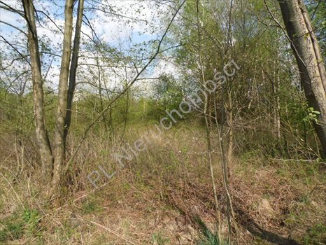 Działka rolna na sprzedaż Grzegorzewice 7 200m2 Foto 3