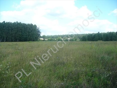 Działka rolna na sprzedaż Grzegorzewice 17 200m2 Foto 4