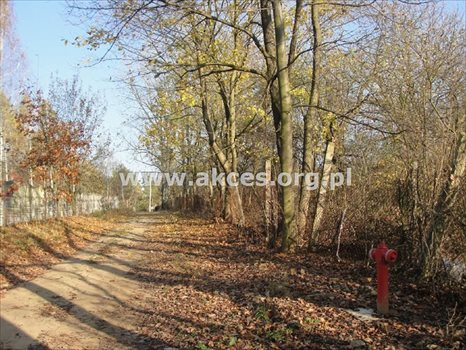 Działka budowlana na sprzedaż Chudolipie 32 600m2 Foto 6