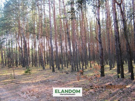 Działka rolna na sprzedaż Ponurzyca 10 000m2 Foto 6