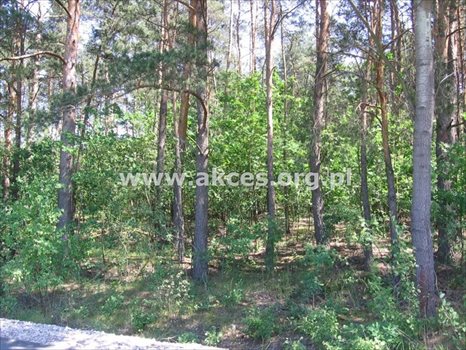 Działka budowlana na sprzedaż Budy-Grzybek, Kiepury 8 600m2 Foto 4