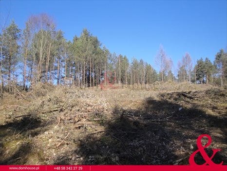 Działka leśna na sprzedaż Borek Kamienny 3 100m2 Foto 6