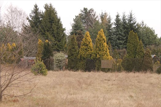 Działka rolna na sprzedaż Konstantynów Łódzki, Żabiczki 11 000m2 Foto 5