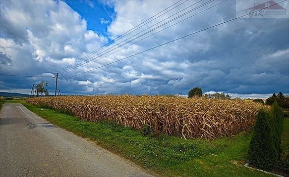 Działka budowlana na sprzedaż Ostrów 2 700m2 Foto 5