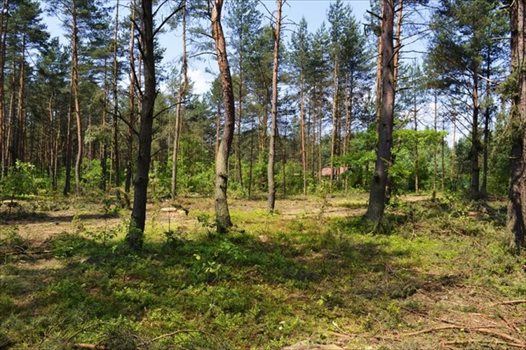 Działka rekreacyjna na sprzedaż Żarki-Letnisko 1 000m2 Foto 2