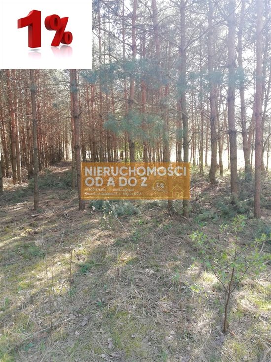 Działka leśna na sprzedaż Kołbiel 4 900m2 Foto 4