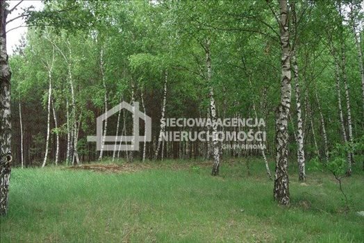 Działka leśna na sprzedaż Czarniż 44 100m2 Foto 7