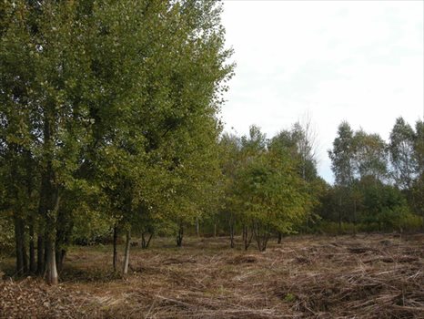 Działka budowlana na sprzedaż Otwock, Jabłonna, Niezapominajki 857m2 Foto 9