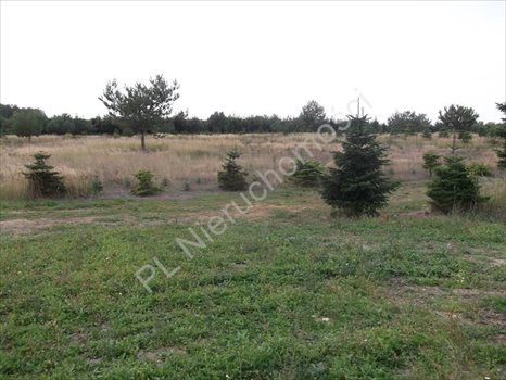 Działka rolna na sprzedaż Grzegorzewice 2 443m2 Foto 2