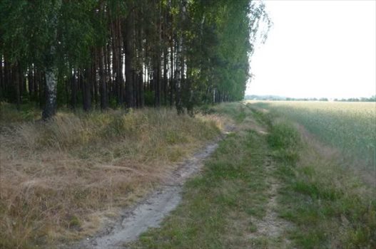 Działka rolna na sprzedaż Drzonów 24 900m2 Foto 4
