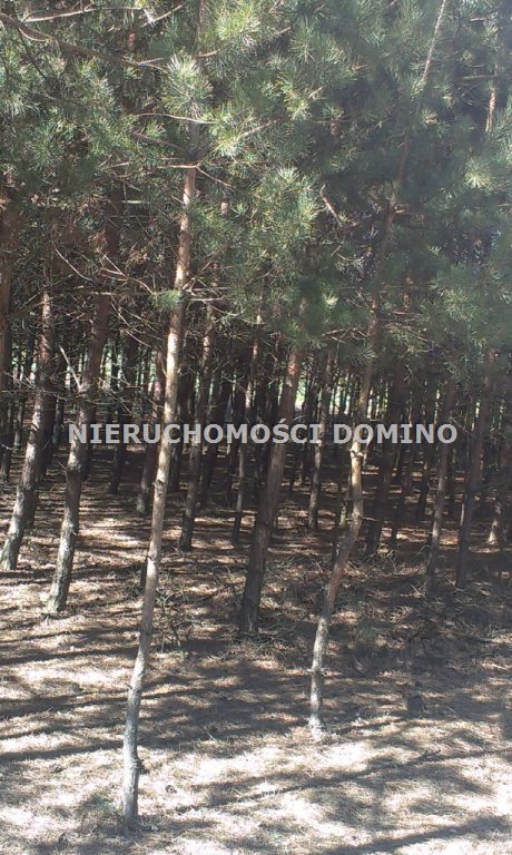 Działka budowlana na sprzedaż Borek 2 522m2 Foto 4