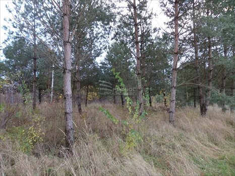 Działka budowlana na sprzedaż Czaplino 1 600m2 Foto 4