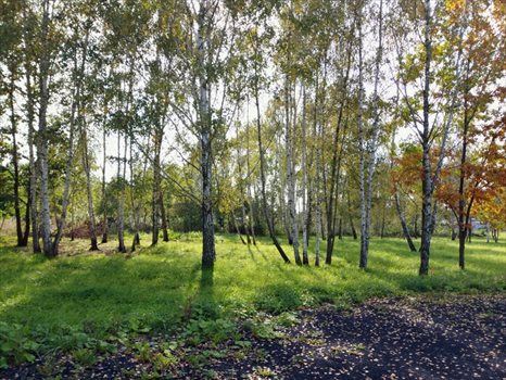 Działka budowlana na sprzedaż Budy-Grzybek 942m2 Foto 2