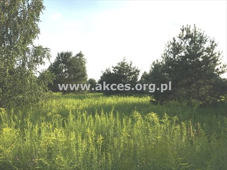 Działka budowlana na sprzedaż Łoś 1 390m2 Foto 5