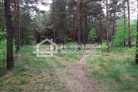 Działka leśna na sprzedaż Czarniż 44 100m2 Foto 9