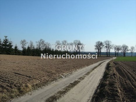 Działka siedliskowa na sprzedaż Róża Wielka 8 000m2 Foto 2