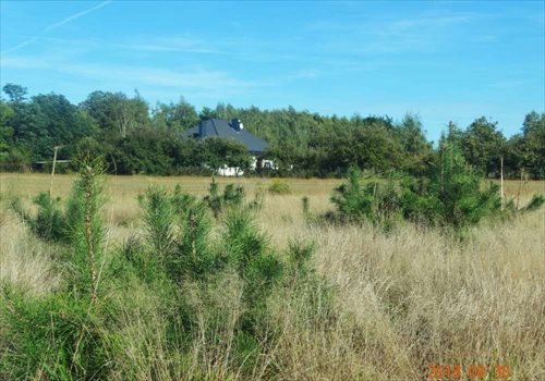 Działka budowlana na sprzedaż Maszna 19 000m2 Foto 1