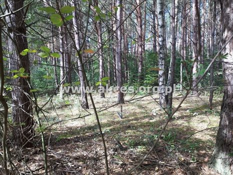 Działka budowlana na sprzedaż Prace Duże 3 000m2 Foto 4