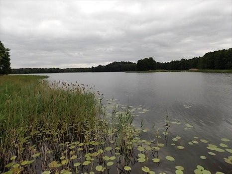 Działka rekreacyjna na sprzedaż Żywy 4 393m2 Foto 10