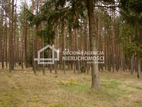 Działka leśna na sprzedaż Małe Chełmy 165 900m2 Foto 12