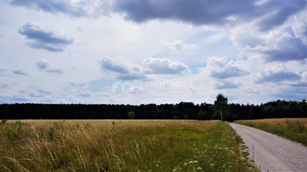 Działka rolna na sprzedaż Grzybowo 21 116m2 Foto 1