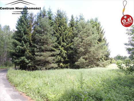 Działka siedliskowa na sprzedaż Krzyż 24 900m2 Foto 13