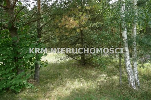 Działka rekreacyjna na sprzedaż BORY TUCHOLSKIE, LIPY, gm. STARA KISZEWA 2 024m2 Foto 5