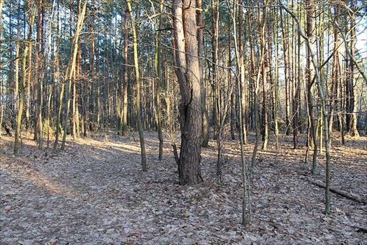 Działka budowlana na sprzedaż Warszawa, Wawer, Izbicka / Koprowa 2 275m2 Foto 2