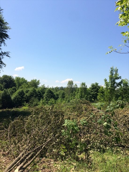 Działka budowlana na sprzedaż Kalwaria Zebrzydowska 24 786m2 Foto 4