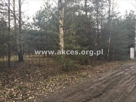 Działka budowlana na sprzedaż Łoś, Łoś 1 000m2 Foto 2