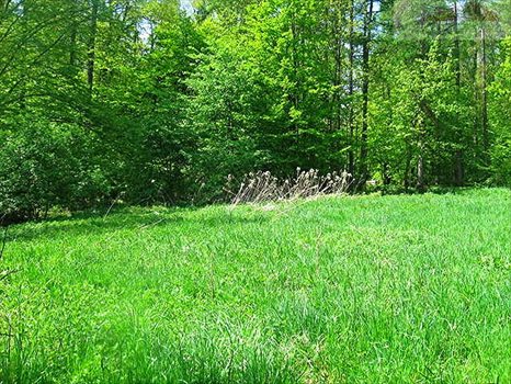 Działka rekreacyjna na sprzedaż Ujkowice 2 600m2 Foto 4
