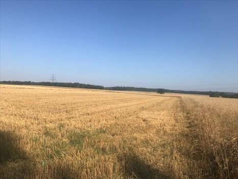 Działka budowlana na sprzedaż Siekierczyn 1 169m2 Foto 2