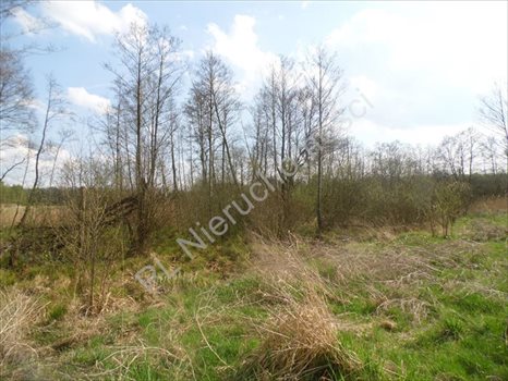 Działka rolna na sprzedaż Grzegorzewice 7 200m2 Foto 2