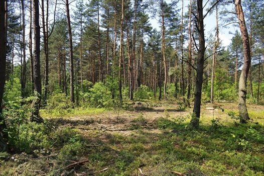 Działka rekreacyjna na sprzedaż Żarki-Letnisko 1 000m2 Foto 3