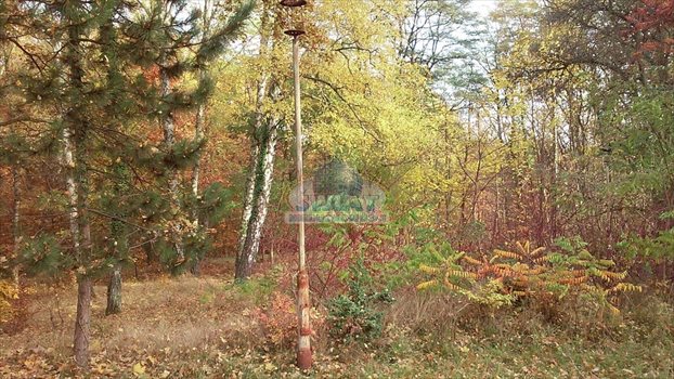Działka inna na sprzedaż Łagów 3 990m2 Foto 4