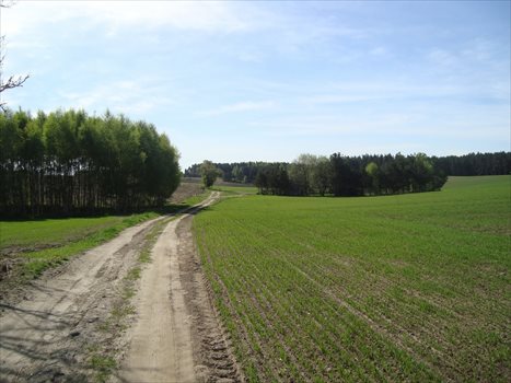 Działka budowlana na sprzedaż Gogolewo 1 550m2 Foto 3