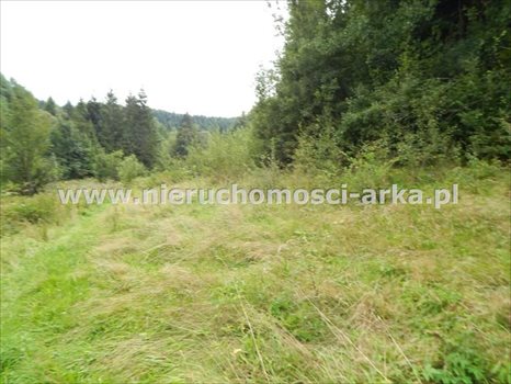 Działka inna na sprzedaż Szczawa 4 800m2 Foto 6