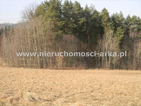 Działka budowlana na sprzedaż Lipowe 5 000m2 Foto 3