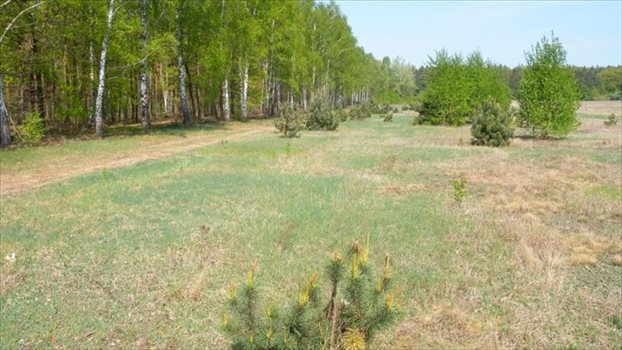 Działka budowlana na sprzedaż Sulejów, Sulejów, Ustronna 1 000m2 Foto 3