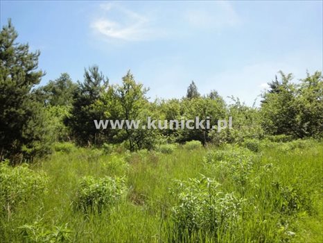 Działka inna na sprzedaż Łoś, Polna 1 200m2 Foto 7