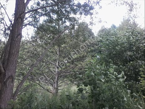 Działka budowlana na sprzedaż Otwock, Wólka Mlądzka 1 260m2 Foto 4