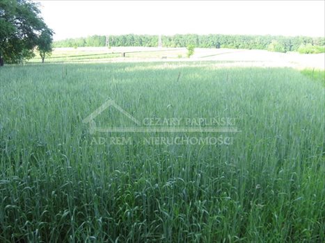 Działka budowlana na sprzedaż Prawiedniki-Kolonia, Prawiedniki Kolonia 1 300m2 Foto 5