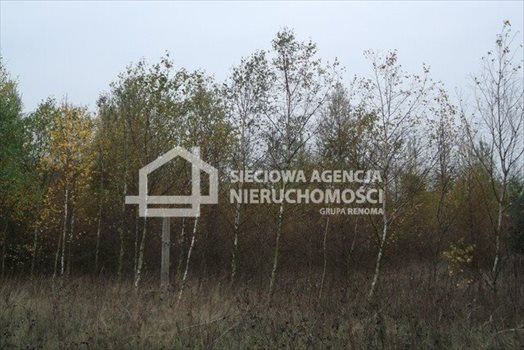 Działka leśna na sprzedaż Stare Gronowo 49 000m2 Foto 6