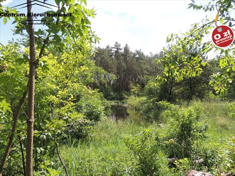 Działka siedliskowa na sprzedaż Krzyż 24 900m2 Foto 12