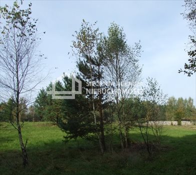 Działka budowlana na sprzedaż Ramleje 3 096m2 Foto 5