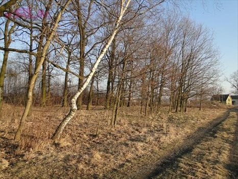 Działka inwestycyjna na sprzedaż Wrocław, Psie-Pole, Pełczyńska 3 000m2 Foto 8