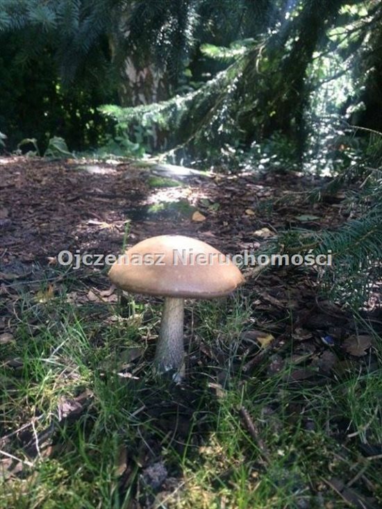 Działka inna na sprzedaż Brzoza 8 009m2 Foto 1