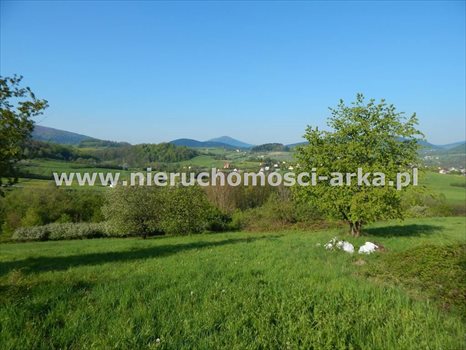 Działka budowlana na sprzedaż Skrzydlna 8 400m2 Foto 5