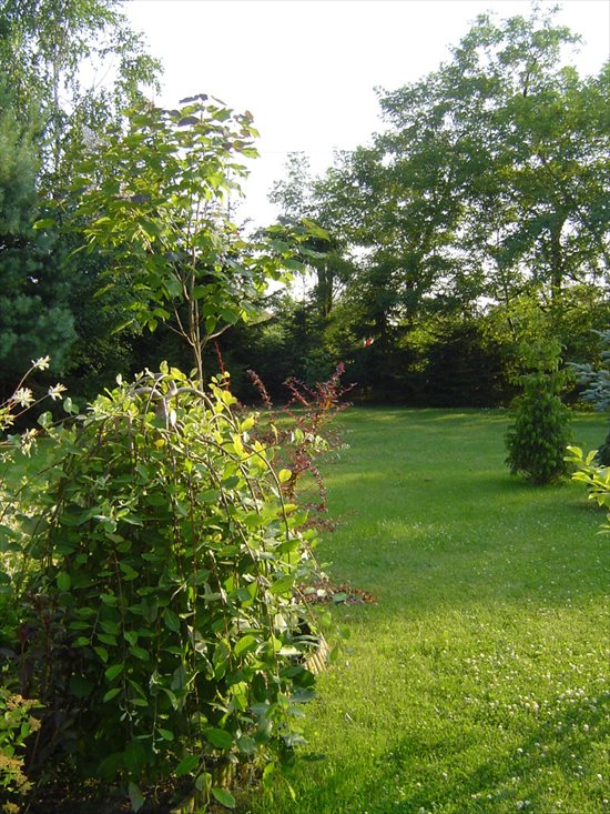 Dom na sprzedaż Łoś 200m2 Foto 3